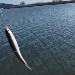 伊庭内湖ホンモロコ釣り